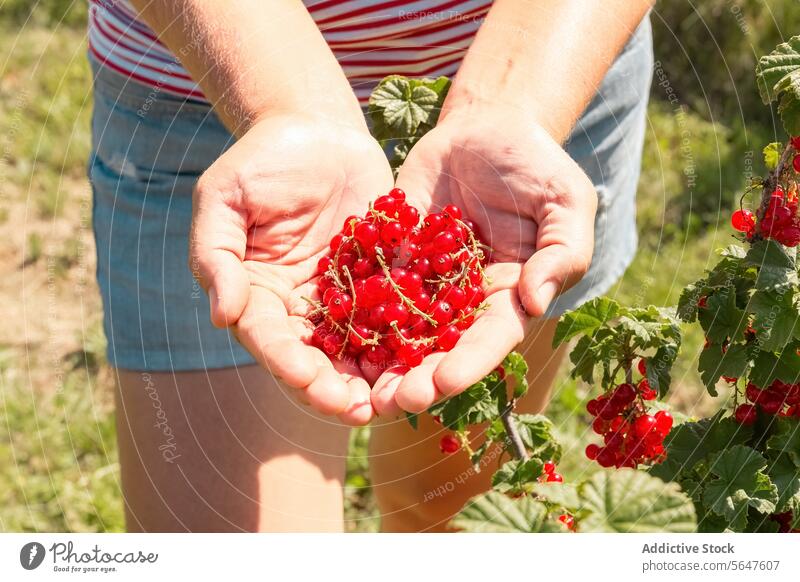 Crop unrecognizable female farmer with harvested berry fruits woman agronomist redcurrant fresh hand cupped showing organic sunny botanist ribes rubrum