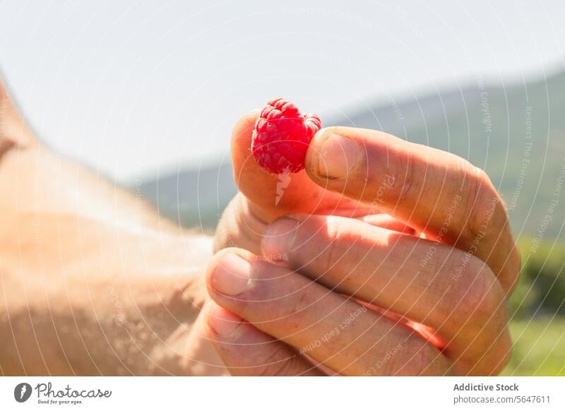 Anonymous botanist holding harvested berry fruit hand raspberry man agronomist crop organic closeup red unrecognizable farm sunny examining fresh anonymous