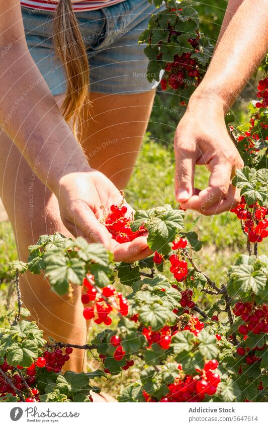 Crop botanist with Ribes rubrum at organic plantation woman farmer redcurrant picking harvest ripe ribes rubrum sunny occupation agronomist fresh berry