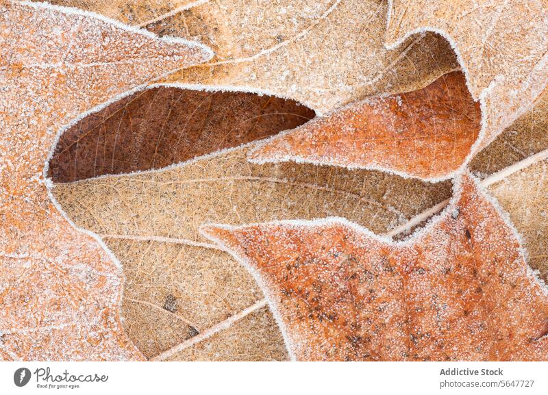 Frost-covered autumn leaves close-up texture leaf frost nature seasonal cold edges intricate detail winter natural brown freeze icy crystal foliage decay