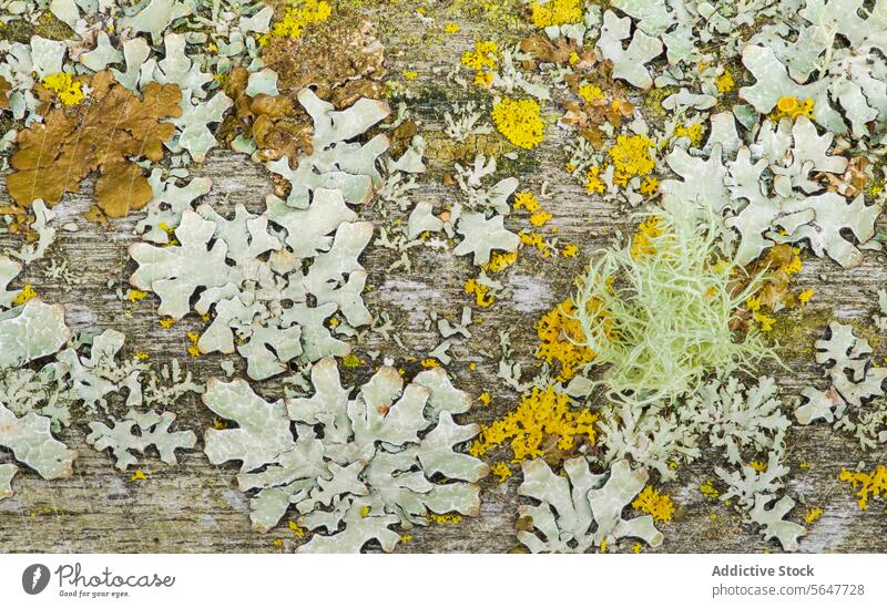 Colorful Lichen Patterns on Weathered Wood Texture lichen wood texture weathered natural pattern decay old surface colorful growth organism vibrant rough