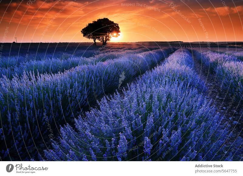 Tranquil lavender field at sunset with solitary tree vibrant sky tranquil view breathtaking nature landscape agriculture purple flora plant row horizon outdoor