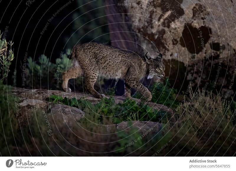 A solitary Iberian Lynx stealthily prowls through rocky terrain at night, with the soft glow of twilight illuminating its path against the rugged landscape