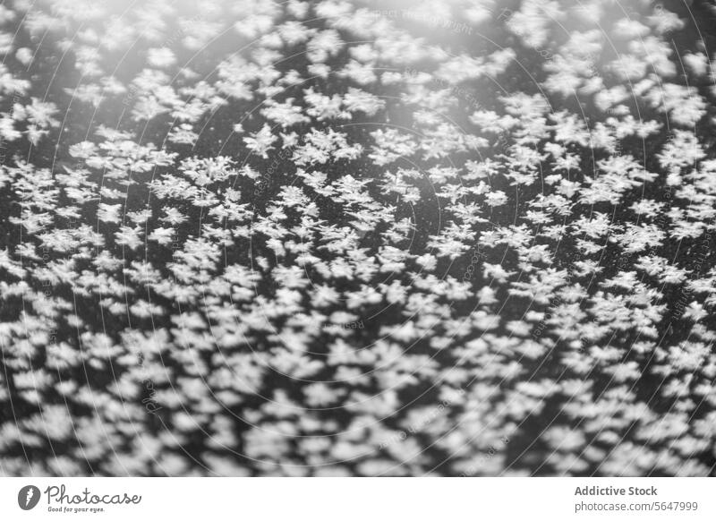 Closeup of snow flakes landscape winter full frame nature pattern closeup canada from above season climate cold delicate fragile ice frozen frost ground weather