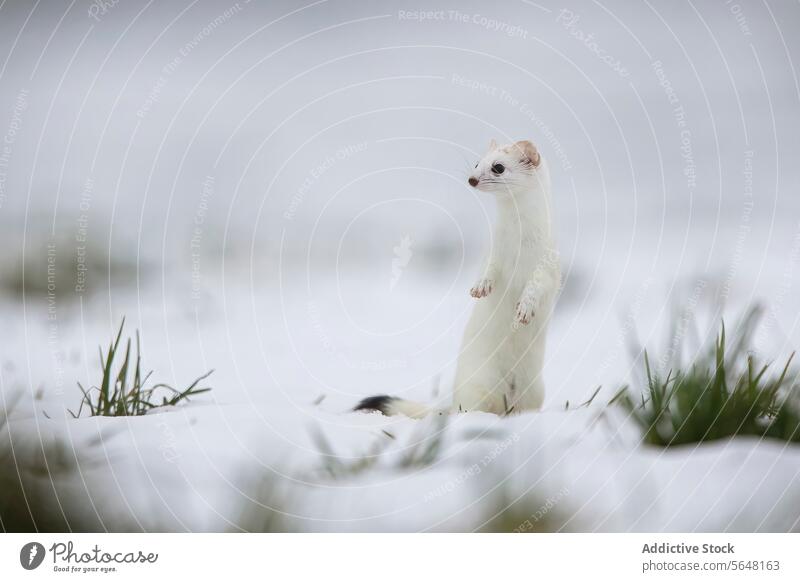 Ermine in its winter coat standing in the Swiss snow ermine swiss alps wildlife nature white curious mammal looking outdoors camouflage cold switzerland