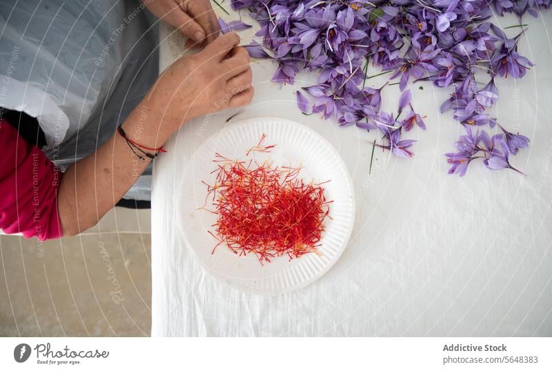 Harvesting Saffron from Purple Crocus Flowers saffron harvest crocus flower stigma spice cultivation purple person hand plate white agricultural labor manual