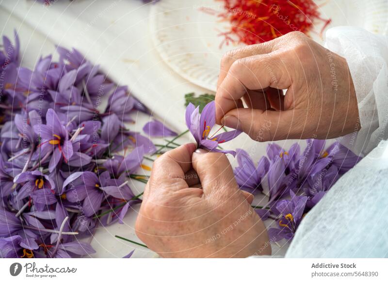 Harvesting Saffron from Vibrant Crocus Flowers saffron harvest crocus flower spice thread hand purple red picking delicate traditional cultivation agriculture