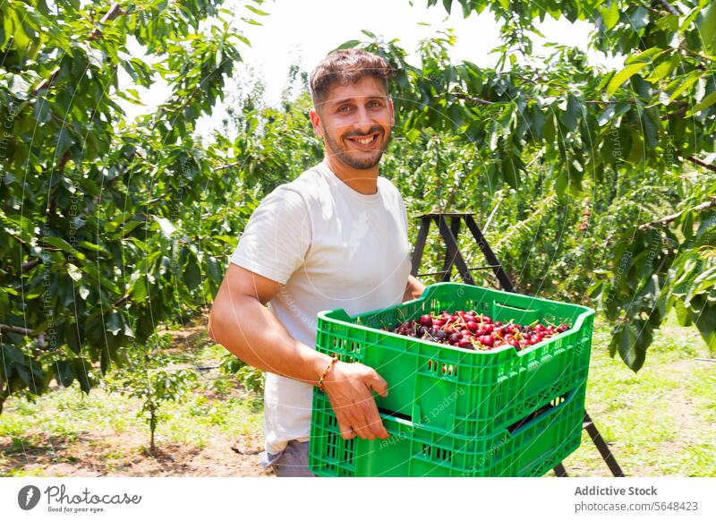 Happy man with berry fruits in containers agronomist crate cherry smiling portrait carrying green plastic full fresh harvest orchard sunny happy