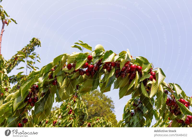 Fruit tree at orchard during springtime cherry fruit branch leaf bunch red green plantation organic sunny fresh growing season nature agriculture berry farm