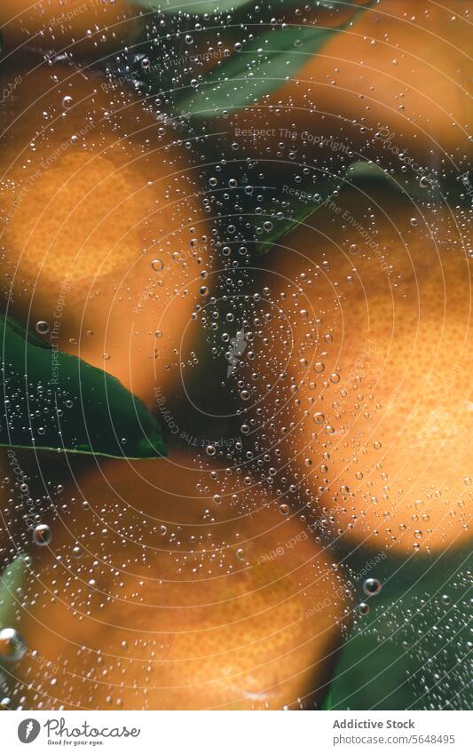 Fresh citrus fruits behind water droplets. orange close-up leaf magnified distorted vibrant abstract refreshing freshness bubbles clear macro texture pattern