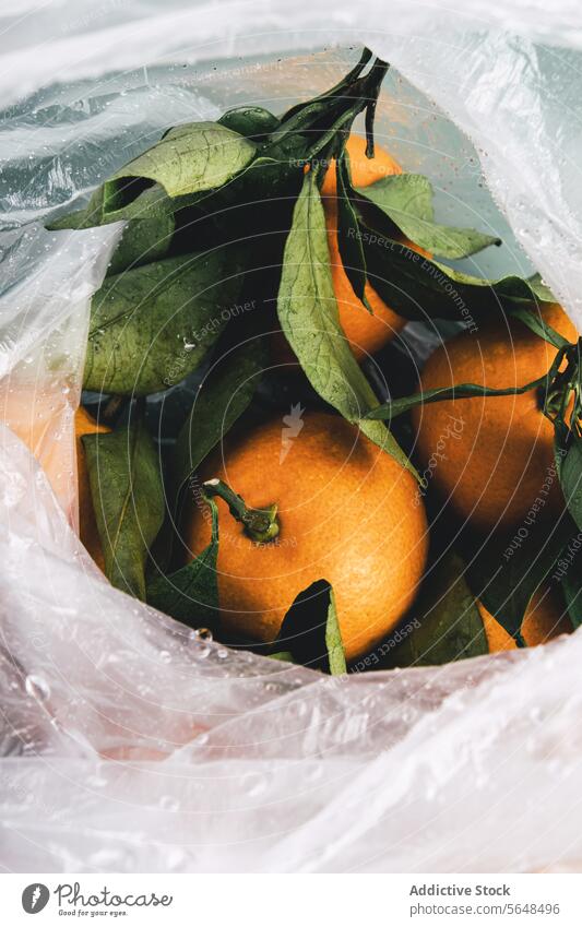 Fresh oranges in a plastic bag with dewy leaves fresh leaf moisture close-up fruit citrus picked translucent beading surface verdant nature grocery shopping