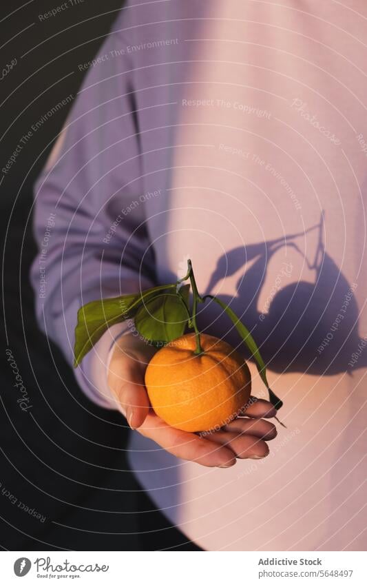Fresh orange with shadow on a purple backdrop person hand fruit leaf background healthy fresh citrus natural vitamin food snack ripe nutrition vegetarian diet