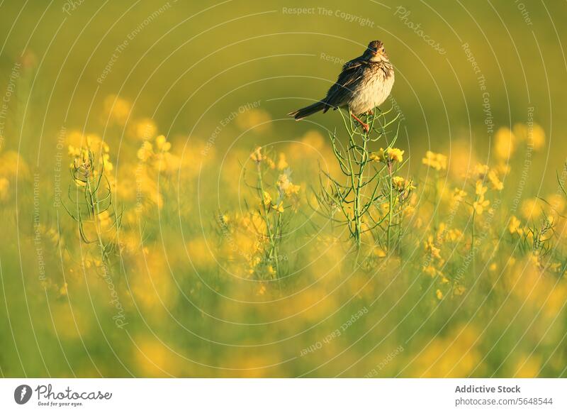 A corn bunting bird sitting amidst bright yellow oilseed rape flowers field nature wildlife perched spring bloom agriculture crop plant vibrant outdoor fauna