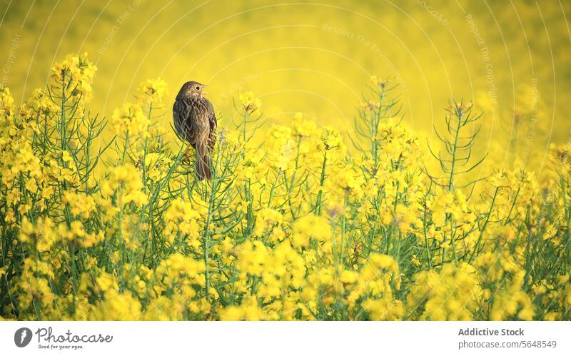 A corn bunting bird sitting amidst bright yellow oilseed rape flowers field nature wildlife perched spring bloom agriculture crop plant vibrant outdoor fauna