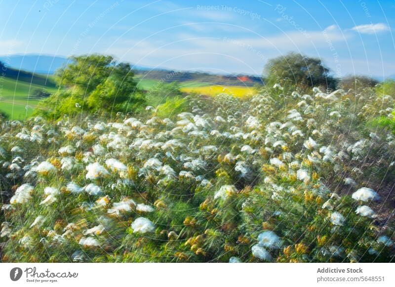 Abstract Blurry White Flowers in a Vibrant Field abstract blur white flower field nature outdoors movement vibrant colorful landscape flora impressionist art