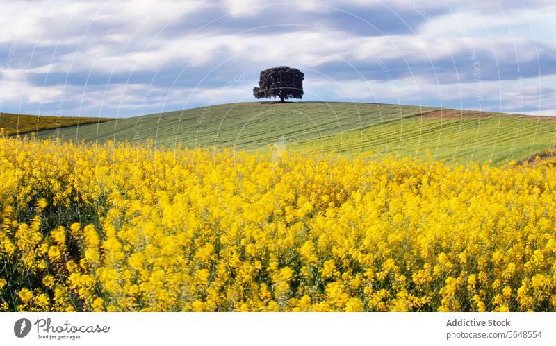 Solitary tree on a blooming canola field under cloudy sky hill landscape nature yellow flora agriculture farming crop plant spring rural scenic beauty vibrant