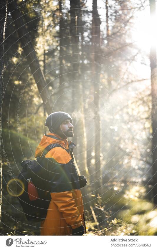 Anonymous explorer standing in autumn forest on sunny day man traveler sunset national park nature woods adventure young male tall tree tourism hiker hat