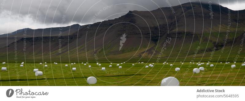 A field dotted with hay bales wrapped in white plastic in front of a layered mountain under a gloomy Icelandic sky agriculture nature landscape farm grassland