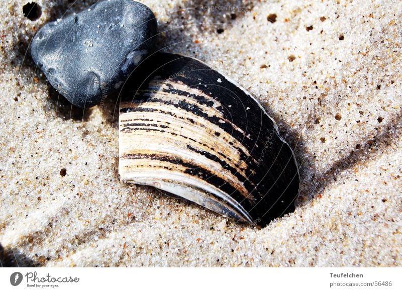 beach shell Mussel Beach Gravel Ocean Low tide Winter Sand Stone Earth Water North Sea Denmark High tide Sun
