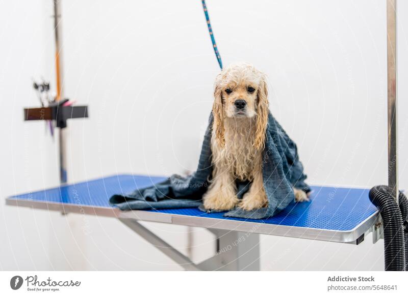 Cute wet American cocker spaniel sitting on blue table with towel in grooming salon dog pet fluff animal obedient domestic american canine cute clean fur