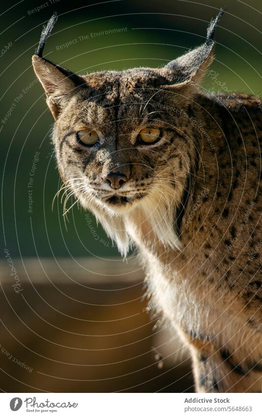 Focus Iberian lynx looking in camera in blurred background Lynx close-up face eyes ear tuft yellow wildlife nature predator feline endangered whiskers detail