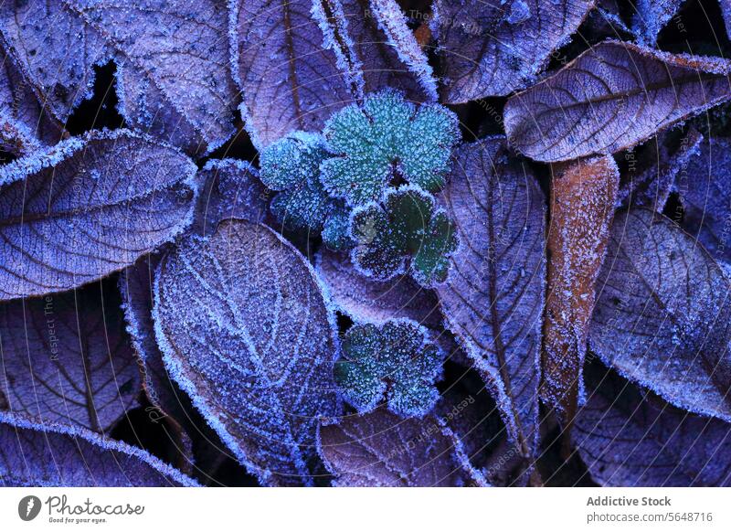 Frosty leaves texture in cold winter hues frost nature icy blue purple morning close-up foliage frozen season chill natural detail flora frosty leaf view