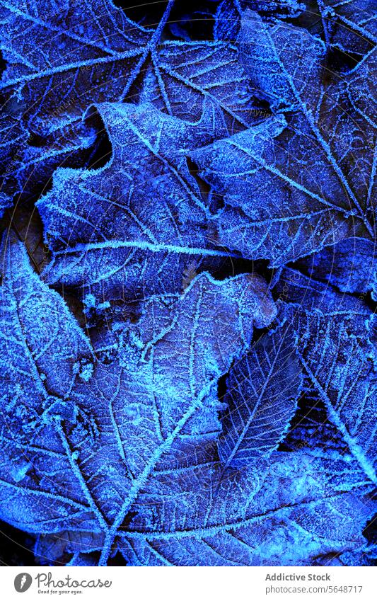 Frosty Leaves with Intricate Ice Patterns in Blue frost leaf ice pattern blue nature close-up winter cold texture background plant natural season chilly detail
