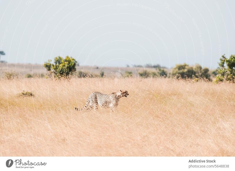 Cheetah roaming in the savannah of Kenya, Africa cheetah kenya africa grassland wildlife nature carnivore spotted solitary predator acacia tree golden landscape