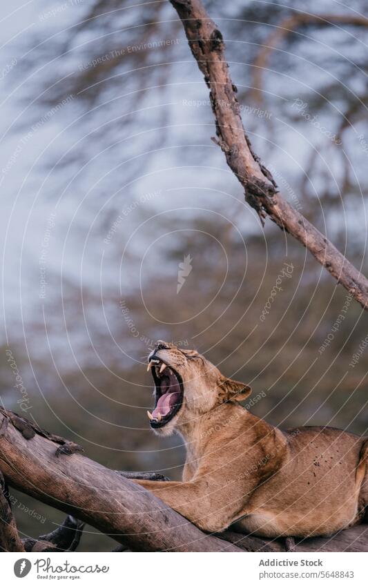 Roaring Lion Caught in a Restful Moment in Kenya lion roaring kenya africa wildlife tree branch natural habitat lounging nature mammal feline carnivore predator
