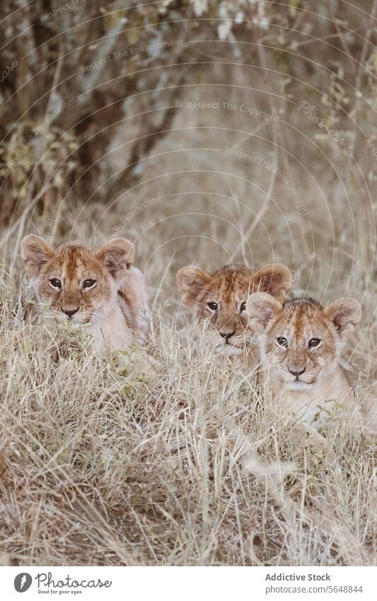 Adorable lion cubs resting in the Kenyan wilderness kenya africa wildlife savannah grass gaze adorable animal feline big cat nature natural habitat conservation