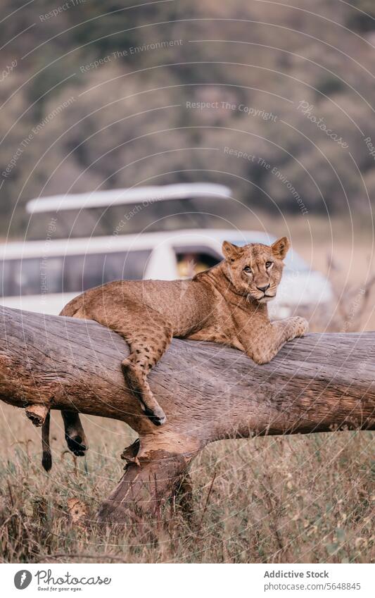 Young Lion Resting on a Tree Trunk in Kenyan Savanna lion kenya africa safari wildlife savanna nature animal young resting tree trunk juvenile natural landscape