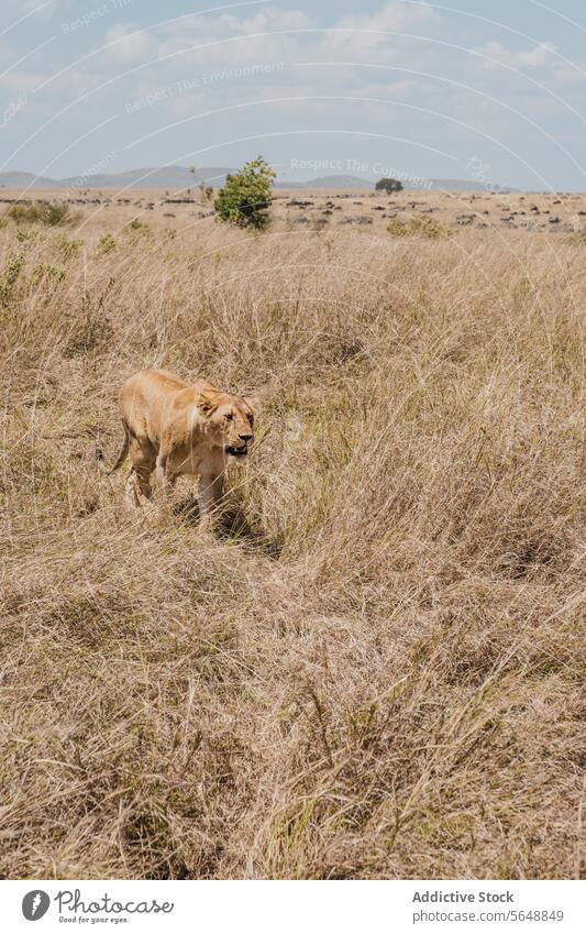 Lioness prowling through the Kenyan savannah lioness kenya africa wildlife grassland natural habitat majestic roam expansive animal nature cat predator feline