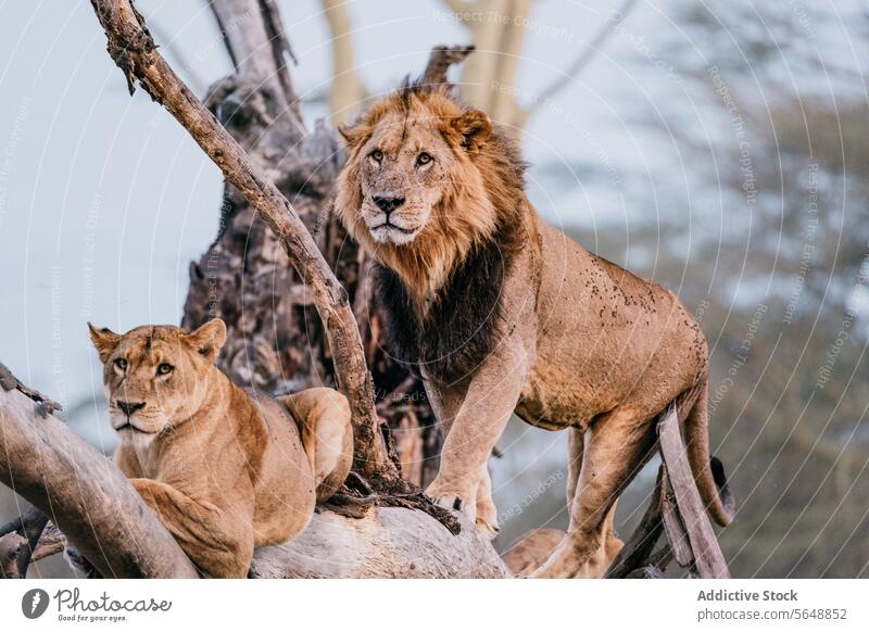 Majestic lions lounging on a tree in Kenyan savanna kenya africa wilderness animal mammal fauna nature natural beauty majestic resting branch big cat predator