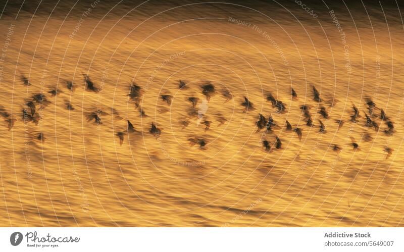 Dunlin migration at Snettisham coast at sunset dunlin bird snettisham england post-nuptial migratory passage flock golden hour nature wildlife avian flight