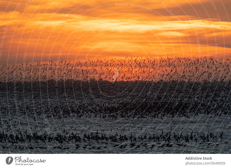 Sunset Migratory Flight of Dunlin Waders at Snettisham sunset migration dunlin snettisham england coast avian post-nuptial wader bird flight silhouette sky