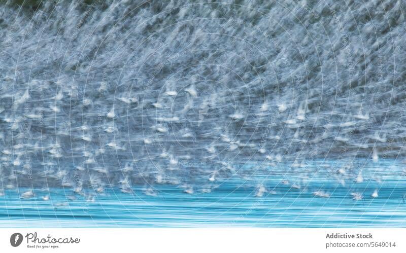 Dunlin flock in motion during migration at Snettisham dunlin snettisham england coast post-nuptial passage waders calidris canutus flight blurred capture dense
