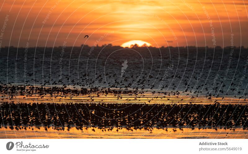 Dunlin Migration at Snettisham Coast at Sunset bird migration dunlin snettisham coast sunset england post-nuptial migratory passage waders flock nature wildlife