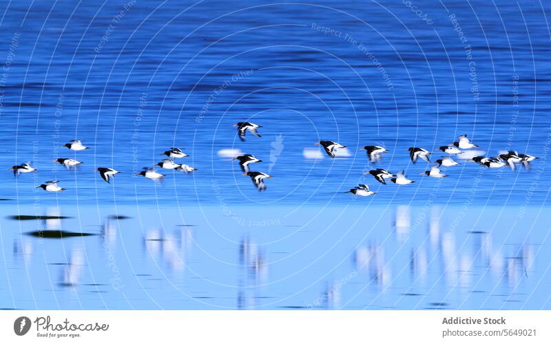 Migratory Dunlins Soaring over Snettisham Waters dunlin migratory bird wader flight snettisham coast england water shimmer blue flock nature wildlife