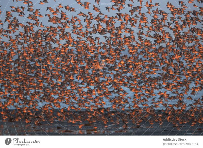 Migratory Dunlins in flight at Snettisham coast bird dunlin flock migration flying snettisham england post-nuptial waders shorebird wildlife nature journey