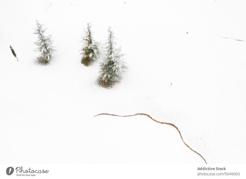 Minimalist snowy landscape with evergreen trees in Guadalajara white snowfield tranquil minimalistic nature winter cold serene purity simplicity frosty frozen