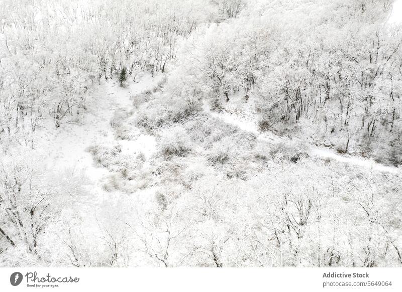 Winter blanket over Guadalajara forest winter snow aerial view guadalajara spain serene landscape nature white tranquility season tree cold frost wilderness