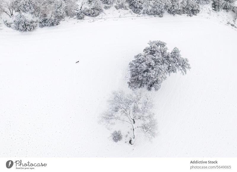 Winter landscape with snowy trees in Guadalajara, Spain winter aerial view guadalajara spain white blanket isolated nature cold season tranquility serene drone