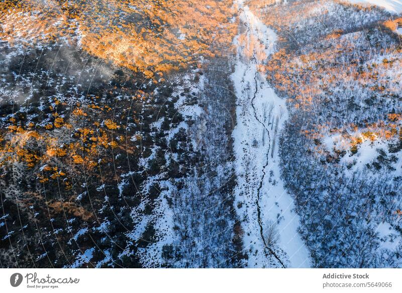 Aerial View of Snow-Covered Forest in Guadalajara, Spain aerial view snow forest guadalajara spain seasonal transition autumn trees landscape nature winter