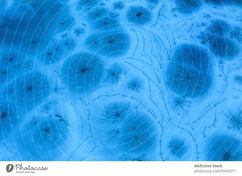 Frost patterns on blue winter background frost cold texture ice natural crystal surface intricate guadalajara spain abstract frigid seasonal freeze delicate