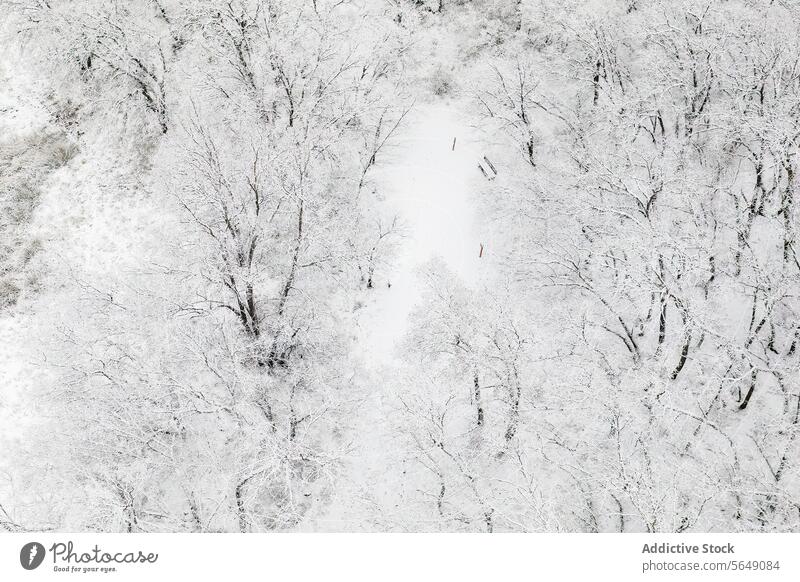 Winter landscape of Guadalajara, Spain from above aerial view snowy forest guadalajara spain tree white blanket path winter nature serene tranquil outdoors