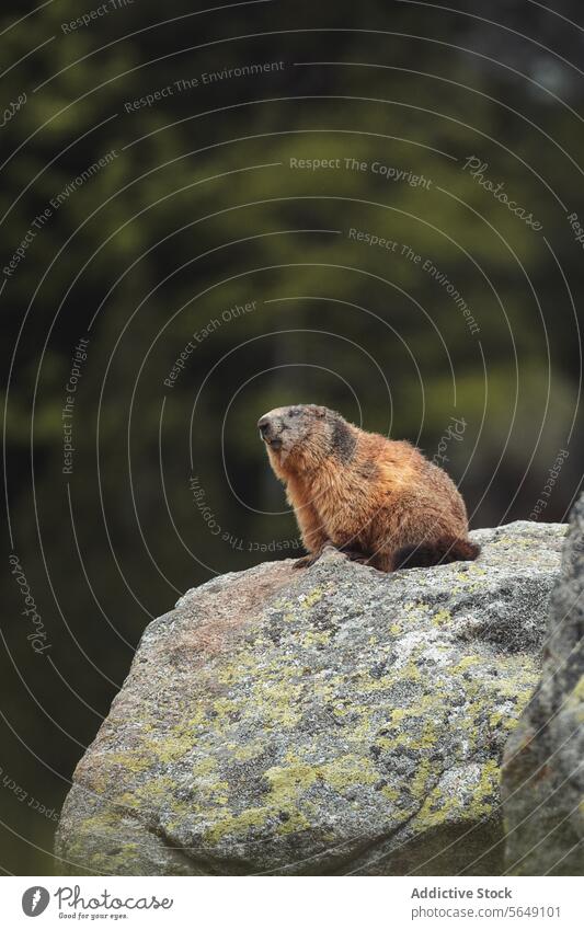Cute marmot sitting on rock in countryside Marmot Rock Mountain Nature Forest Animal Wild Creature Moss Environment Wildlife Little Stone National Park Natural