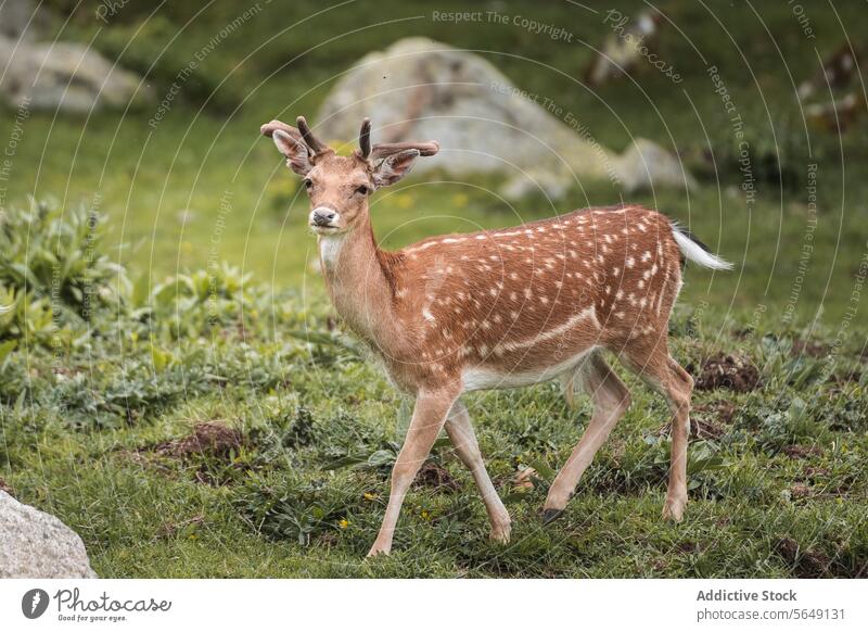 Cute spotted deer on grassy meadow in national park Deer Meadow Grass National Park Forest Wild Animal Nature Spot Scenery Brown Field Daytime Environment