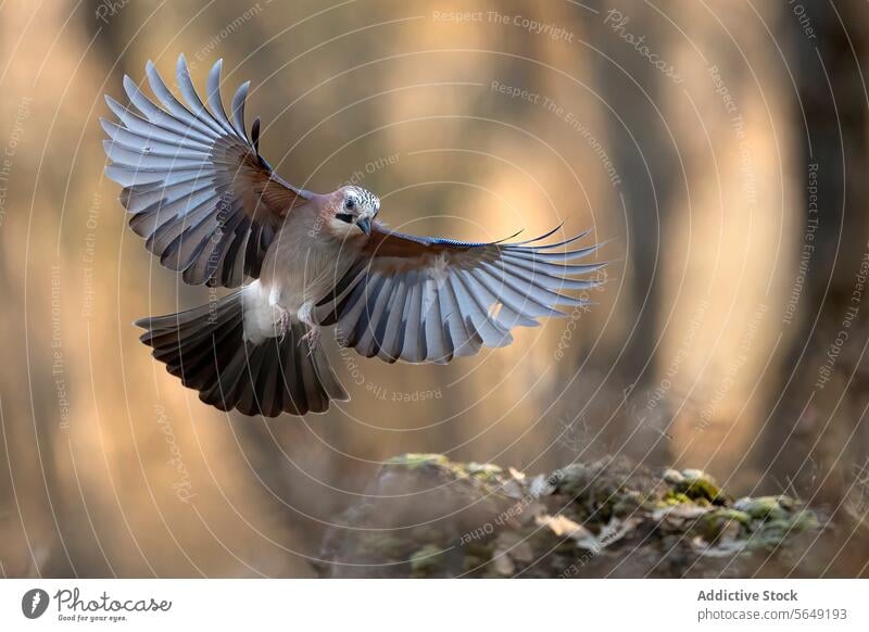 Majestic Jay in Mid-Flight Over Forest Ground bird flight jay wings nature wildlife forest flying feathers spread tail air animal mid-flight elegant