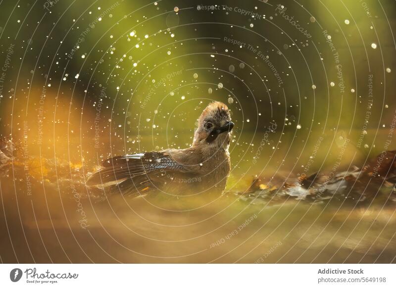 Magical bird bath amidst glistening water drops shimmer golden light mystical solitary nature wildlife feather wet sparkle tranquil serene enchant magical