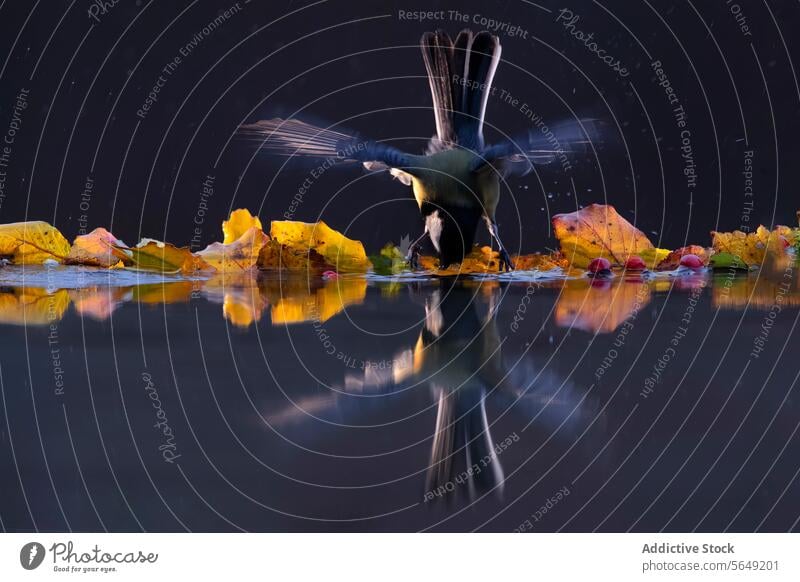 Titmouse Bird taking off from water with autumn leaves bird flight reflection nature wings takeoff serene colorful flapping surface wildlife feather tail